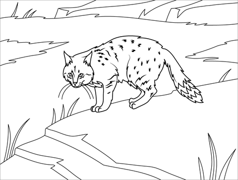 Chinese Mountain Cat Coloring Page